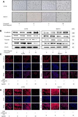 Cinnamaldehyde Suppressed EGF-Induced EMT Process and Inhibits Ovarian Cancer Progression Through PI3K/AKT Pathway